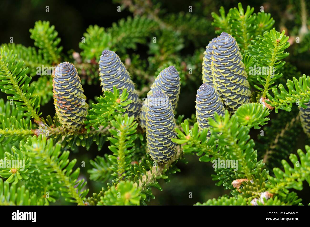 Il coreano fir (Abies koreana) Foto Stock