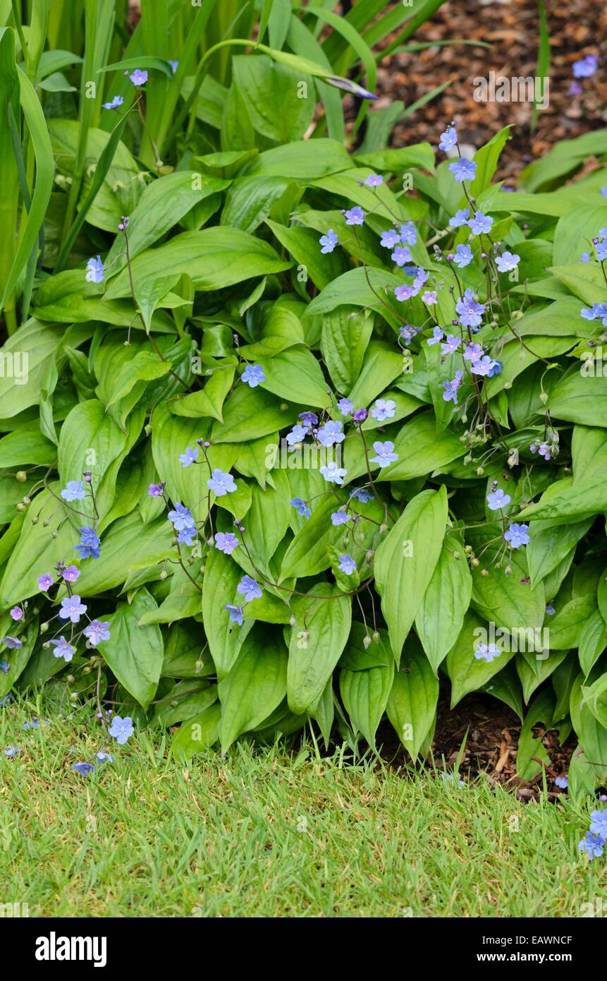 Cappadoce ombelico di Venere (omphalodes cappadocica 'cherry ingram') Foto Stock