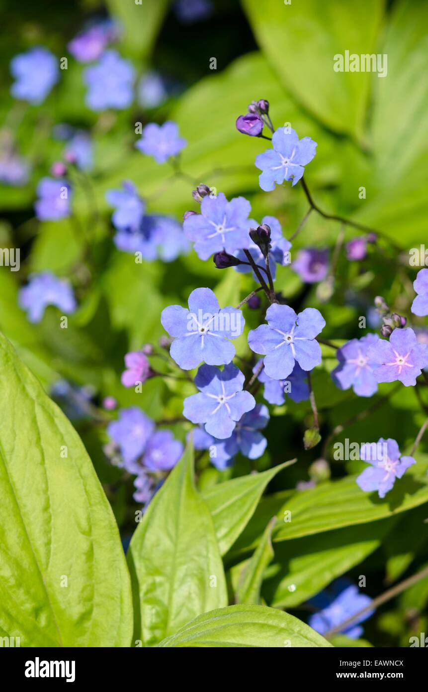 Cappadoce ombelico di Venere (omphalodes cappadocica 'cherry ingram') Foto Stock