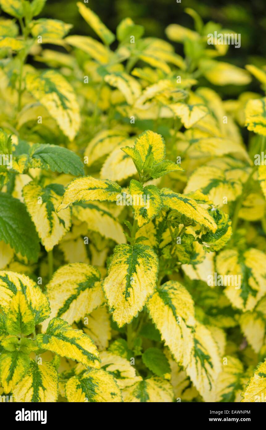 Melissa (Melissa officinalis 'variegata') Foto Stock