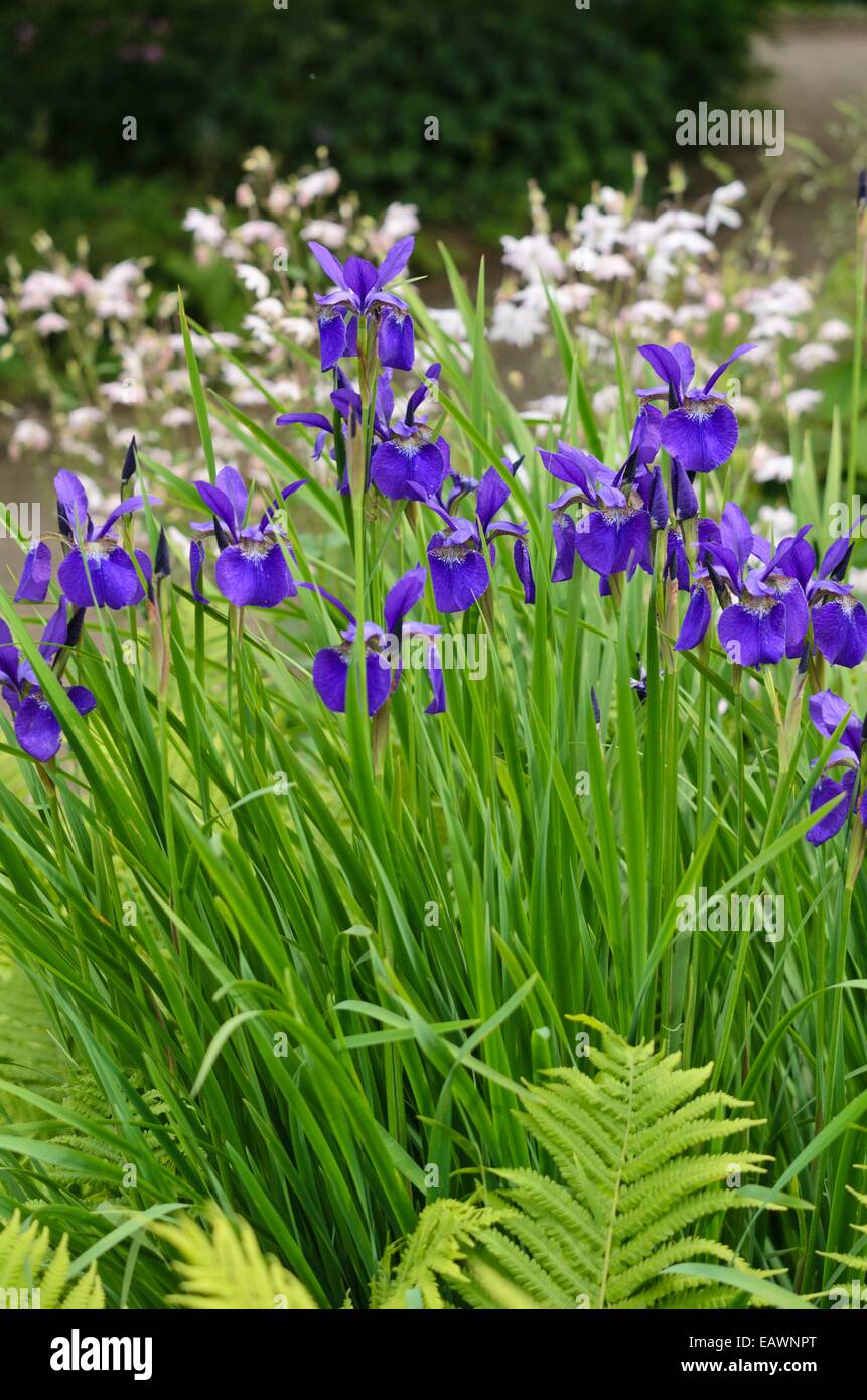 Siberian iris (iris sibirica "Imperatore") Foto Stock