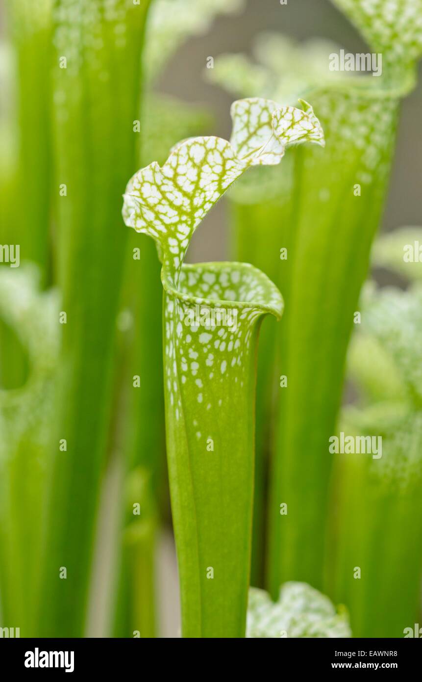 Tromba bianco bricco (sarracenia leucophylla) Foto Stock