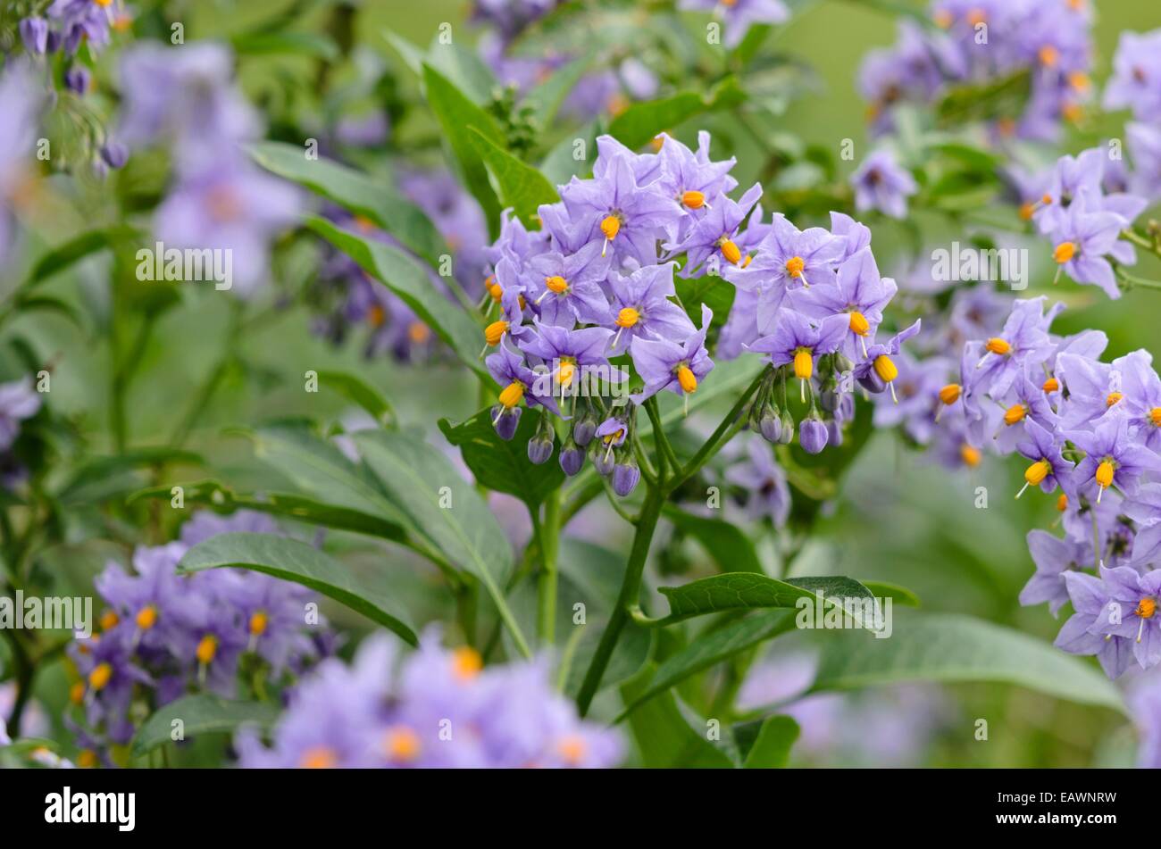 Nightshade cileno (solanum crispum 'glasnevin') Foto Stock