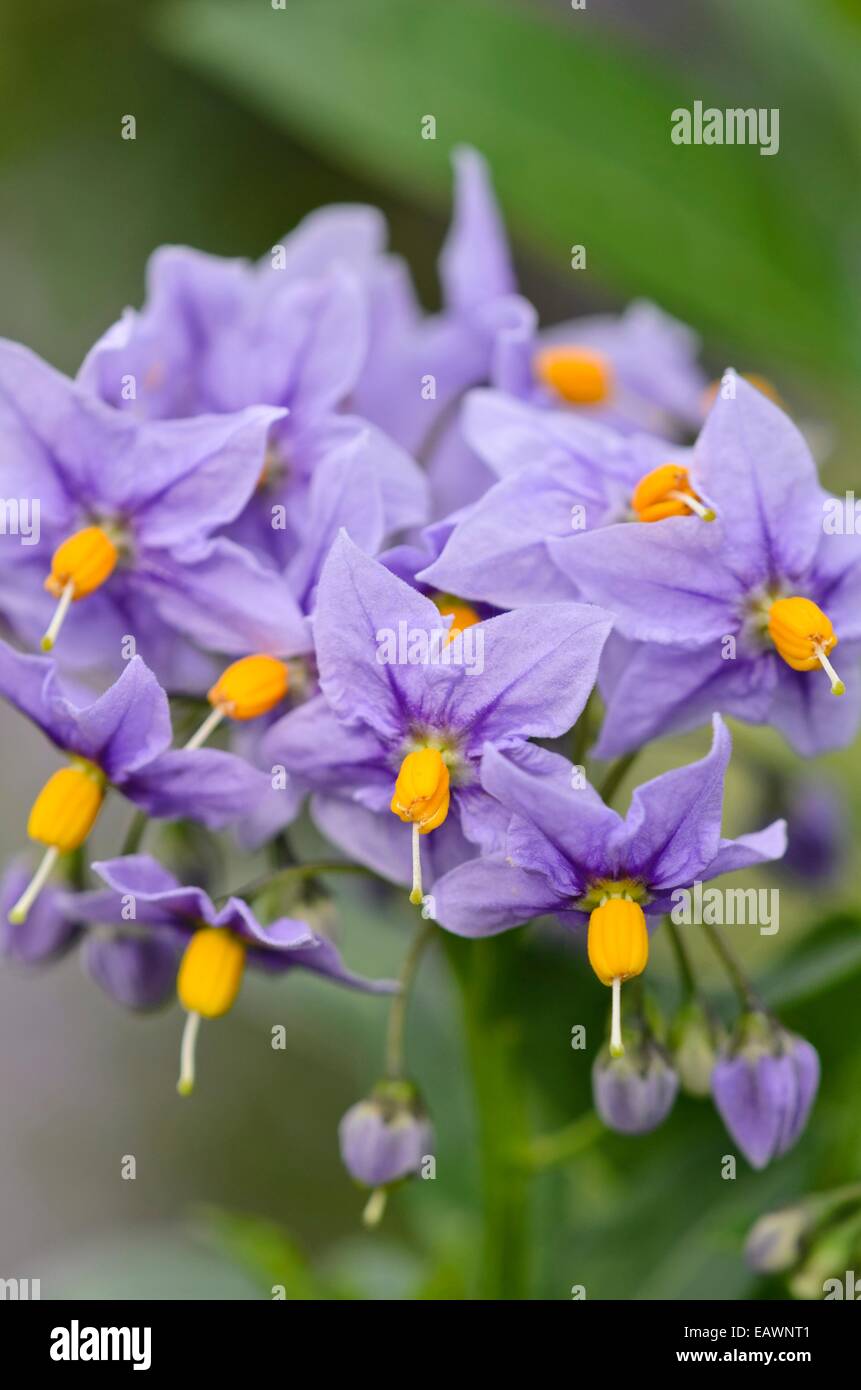 Nightshade cileno (solanum crispum 'glasnevin') Foto Stock