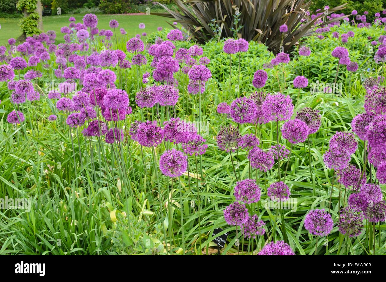 Cipolla ornamentali (allium) Foto Stock