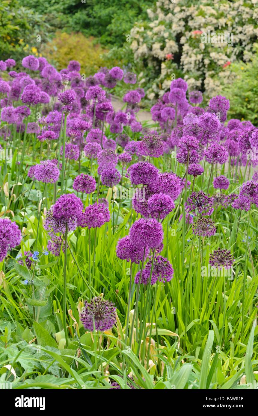 Cipolla ornamentali (allium) Foto Stock