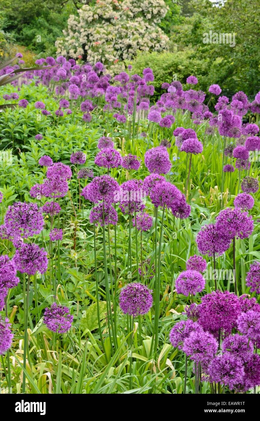 Cipolla ornamentali (allium) Foto Stock