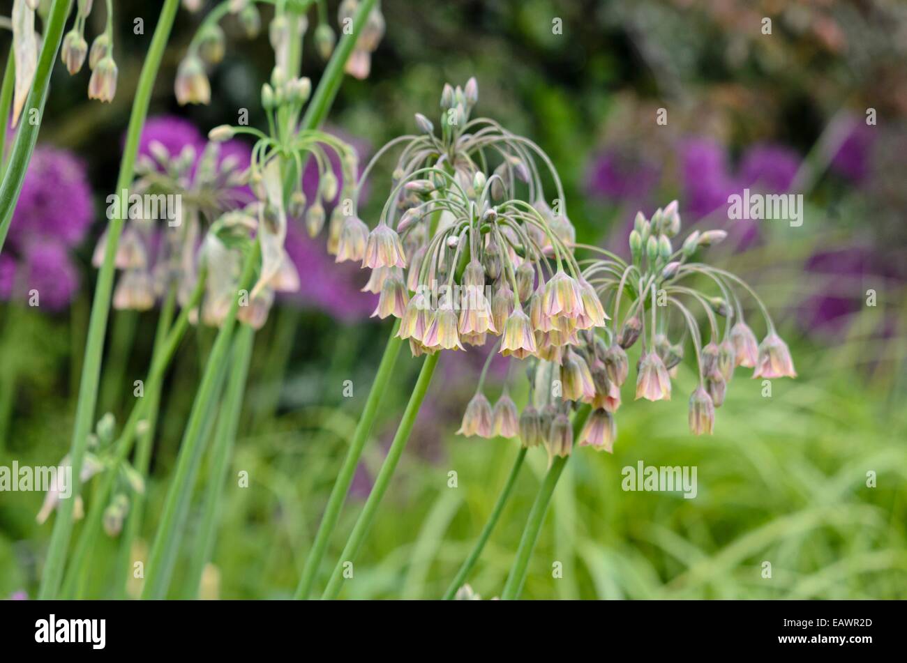 Il miele siciliano lily (Allium siculum syn. Nectaroscordum siculum subsp. bulgaricum) Foto Stock