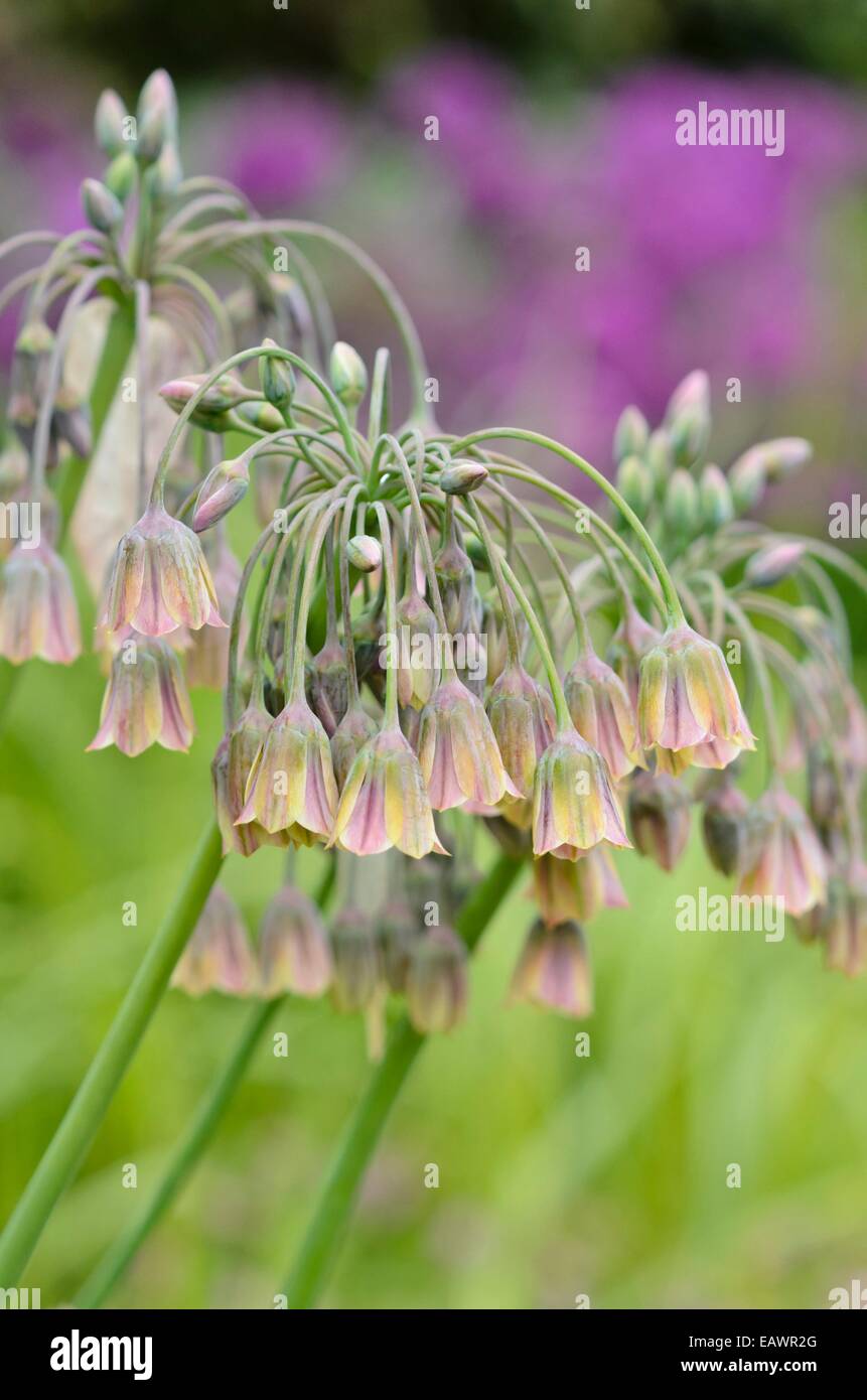 Il miele siciliano lily (Allium siculum syn. Nectaroscordum siculum subsp. bulgaricum) Foto Stock