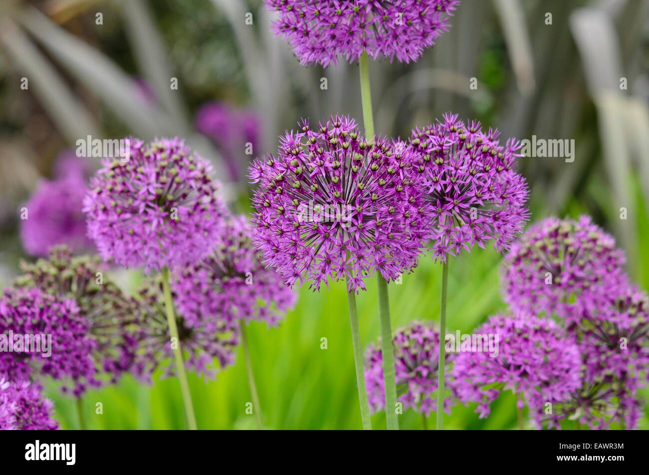 Cipolla ornamentali (allium) Foto Stock