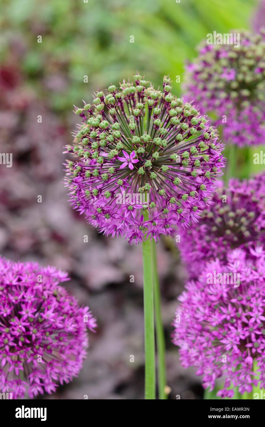 Cipolla ornamentali (allium) Foto Stock