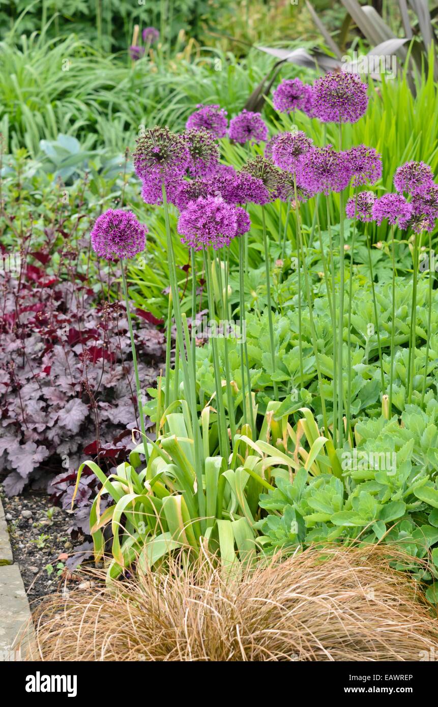 Cipolla ornamentali (allium) Foto Stock