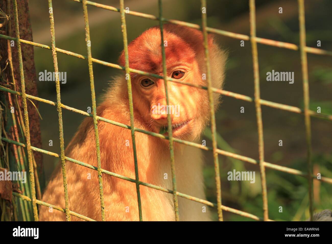 In via di estinzione proboscide di scimmia (Nasalis larvatus) in Lok Kawi Wildlife Park, Borneo Foto Stock