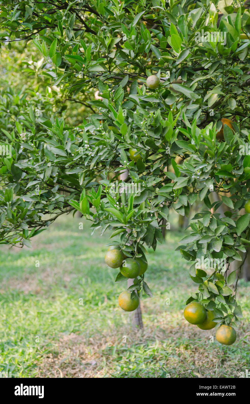 Il ramo arancio frutti con foglie verdi , fresco giardino Foto Stock