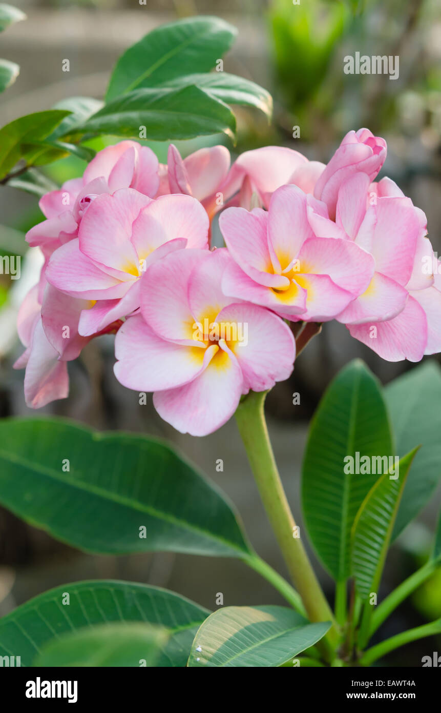 Mazzo di rosa, Frangipani Frangipanni o plumeria fiori tropicali Foto Stock