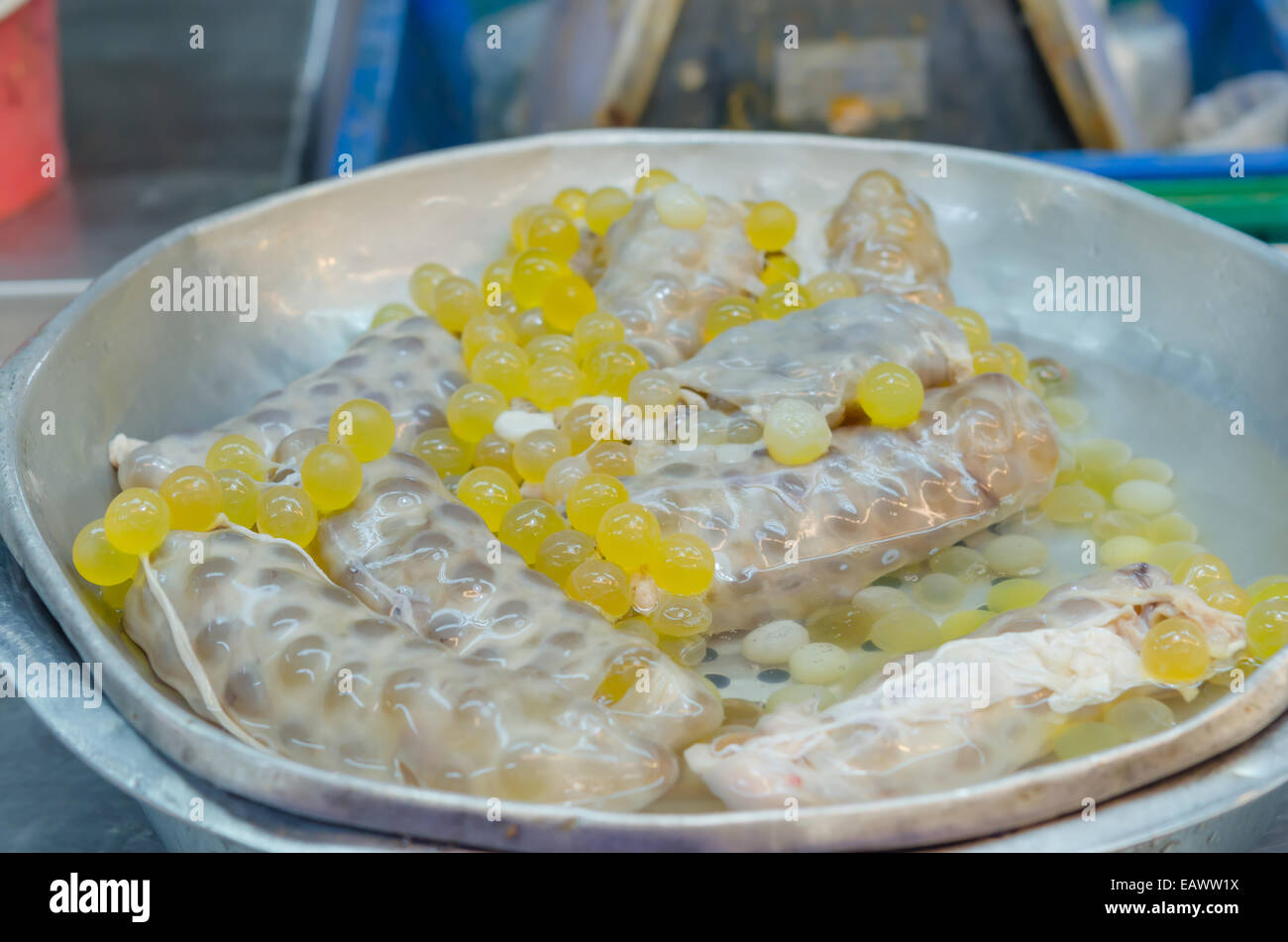 Giallo Spawn di pesce gatto gigante al mercato Foto Stock