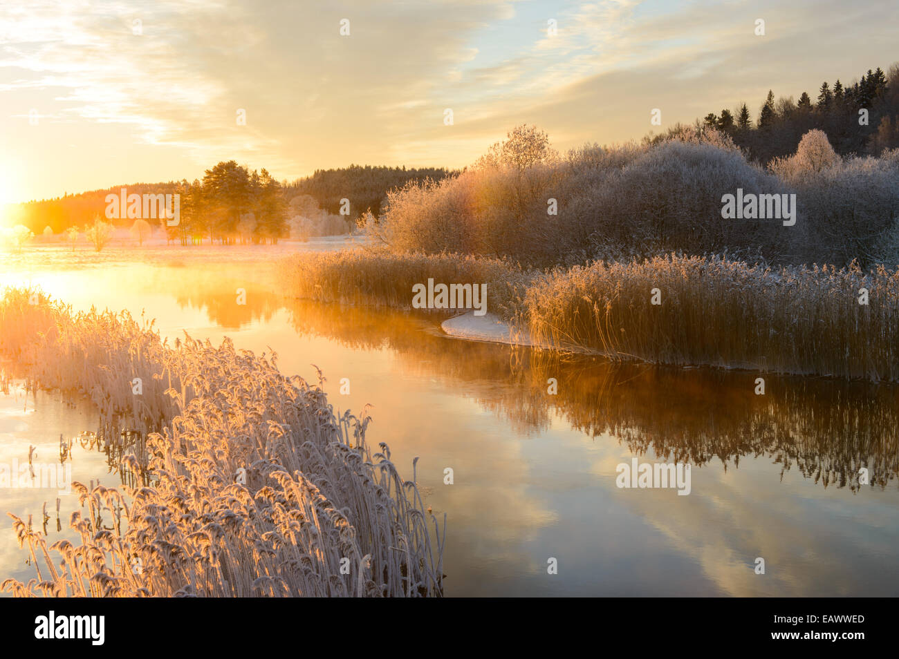 Frost-coperto canne fodera un flusso di sunrise Foto Stock