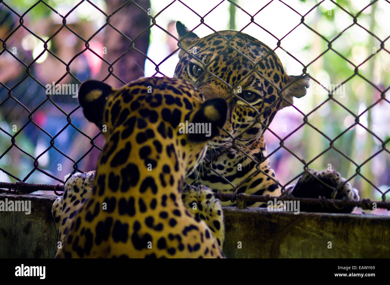Un confiscati Jaguar incontra un altro per la prima volta dopo che vivono in un ambiente urbano. Foto Stock