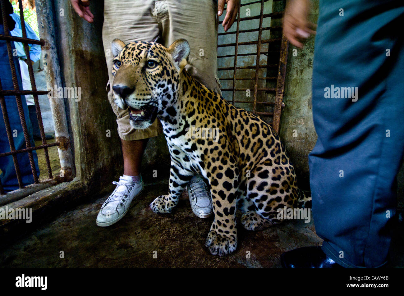 Una mano-sollevato Jaguar riposa in un zoo gabbia di contenimento dopo essere stati confiscati da una casa privata. Foto Stock Una mano-sollevato Jaguar riposa in un zoo gabbia di contenimento dopo essere stati confiscati da una casa privata. Foto Stock