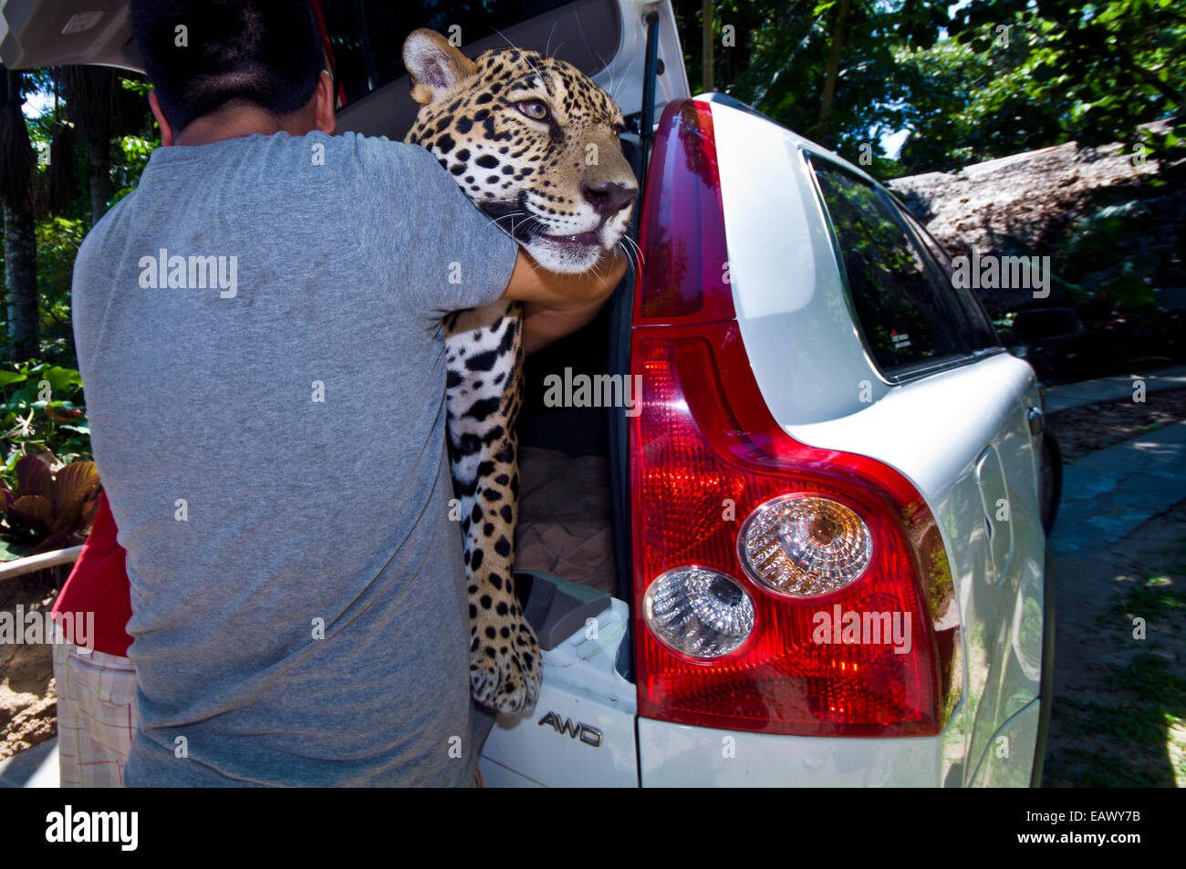 Un governo responsabile della conservazione solleva un maschio jaguar da un SUV dopo la confisca da una casa. Foto Stock