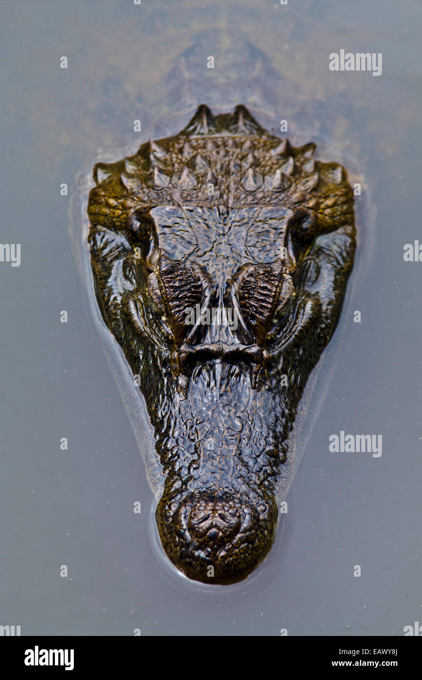 La preistorica testa scalato di un caimano Spectacled galleggiante sulla superficie di una zona umida piscina. Foto Stock