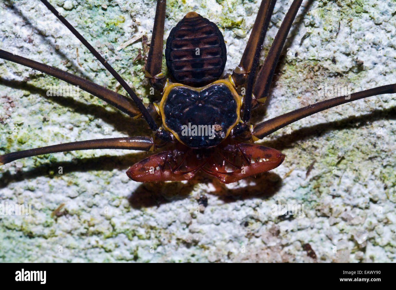 Una frusta tailless scorpion cerca le prede sul tronco di un albero nella foresta amazzonica. Foto Stock