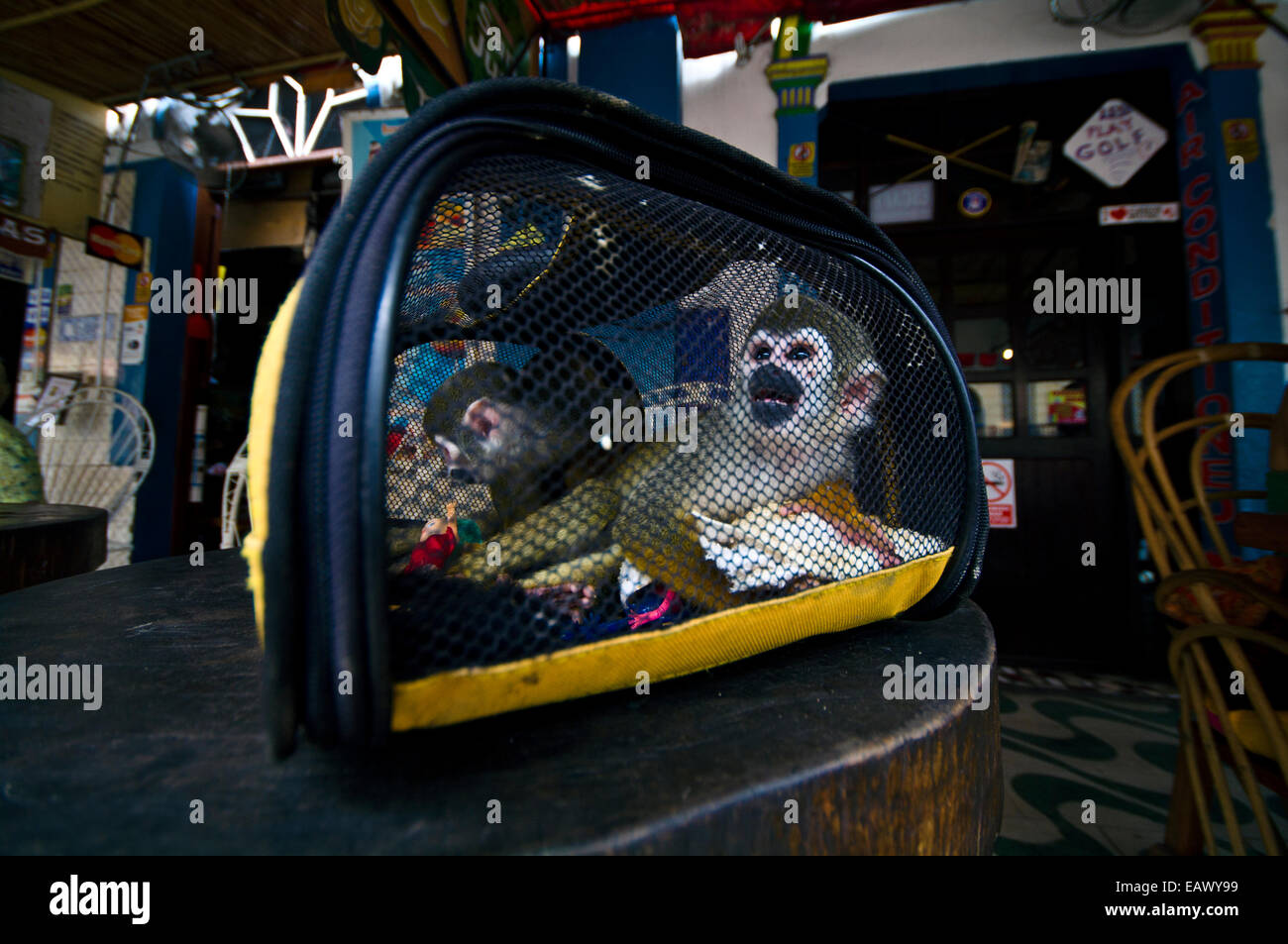 Dopo essere intrappolati da parte dei bracconieri e venduti come animali domestici scimmie scoiattolo a sedersi in un vettore pet in una caffetteria. Foto Stock