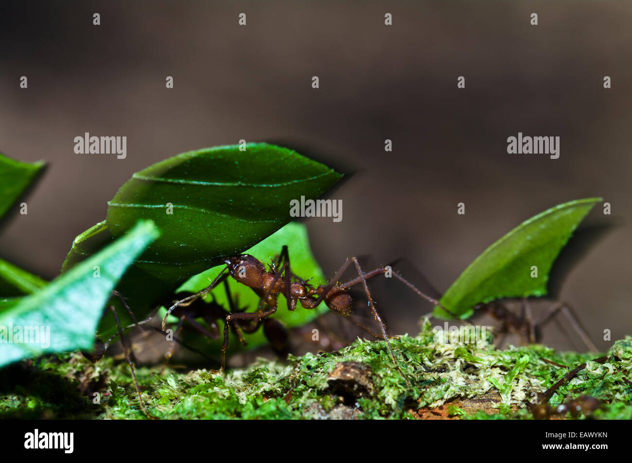 Un leafcutter ant portante un frammento di una foglia di albero nella foresta amazzonica torna a il nido. Foto Stock