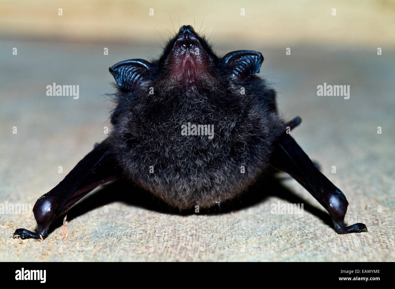 Una maggiore sac winged bat sono ' appollaiati sulla parete di un lodge nella foresta amazzonica. Foto Stock