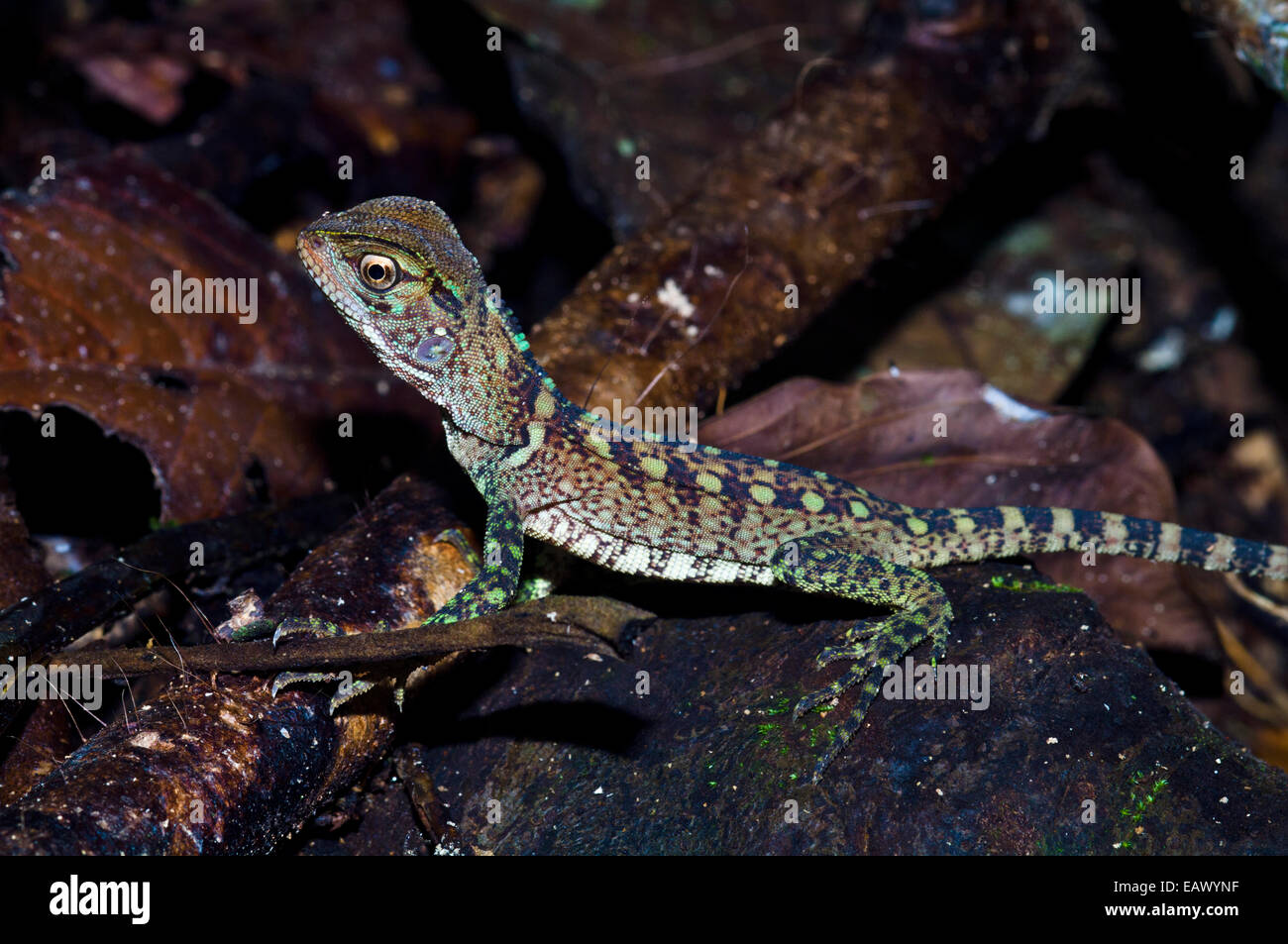 La colorata scale di testa di un legno di Amazon lizard la caccia sul suolo della foresta pluviale. Foto Stock