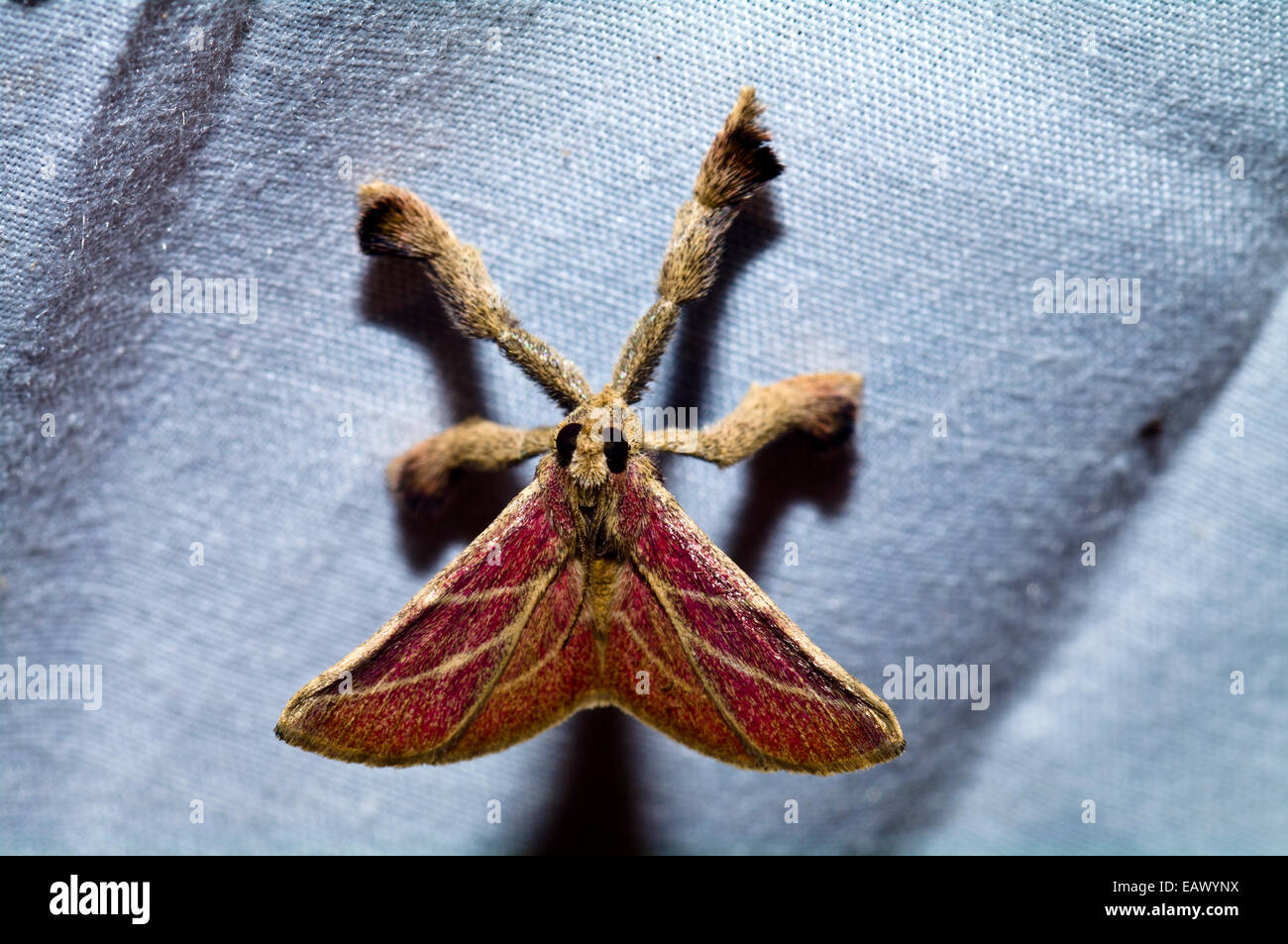 Un hairy Moth con il velluto rosso ali aggrappandosi al lato di una tenda nella foresta amazzonica. Foto Stock