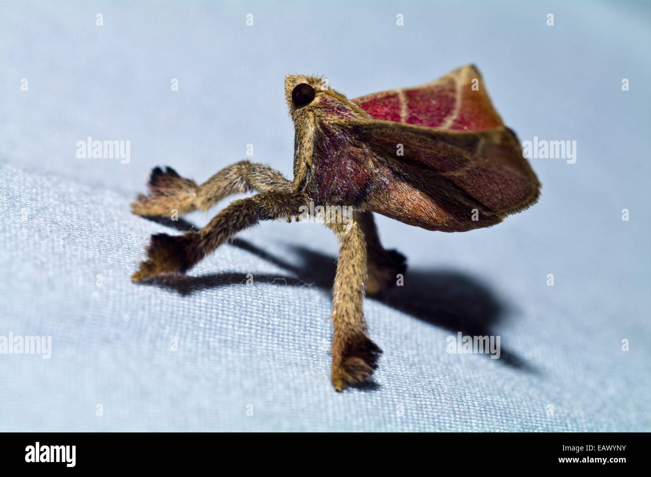 Un hairy Moth con il velluto rosso ali aggrappandosi al lato di una tenda nella foresta amazzonica. Foto Stock