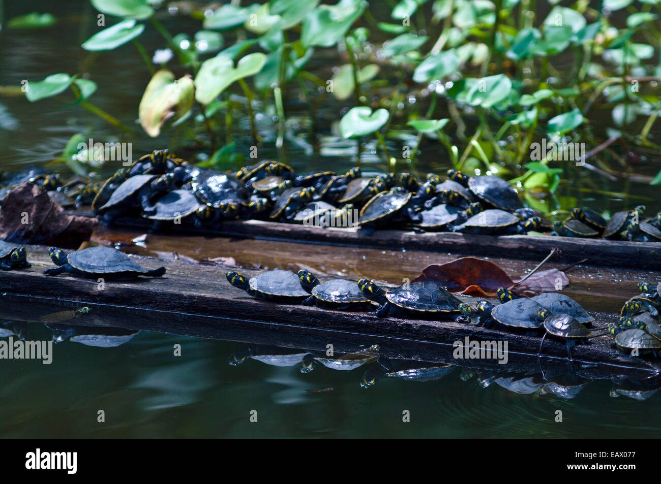 Giallo-spotted fiume tartarughe crogiolatevi al sole sulla connessione mulino galleggiante di legno in una zona umida. Foto Stock
