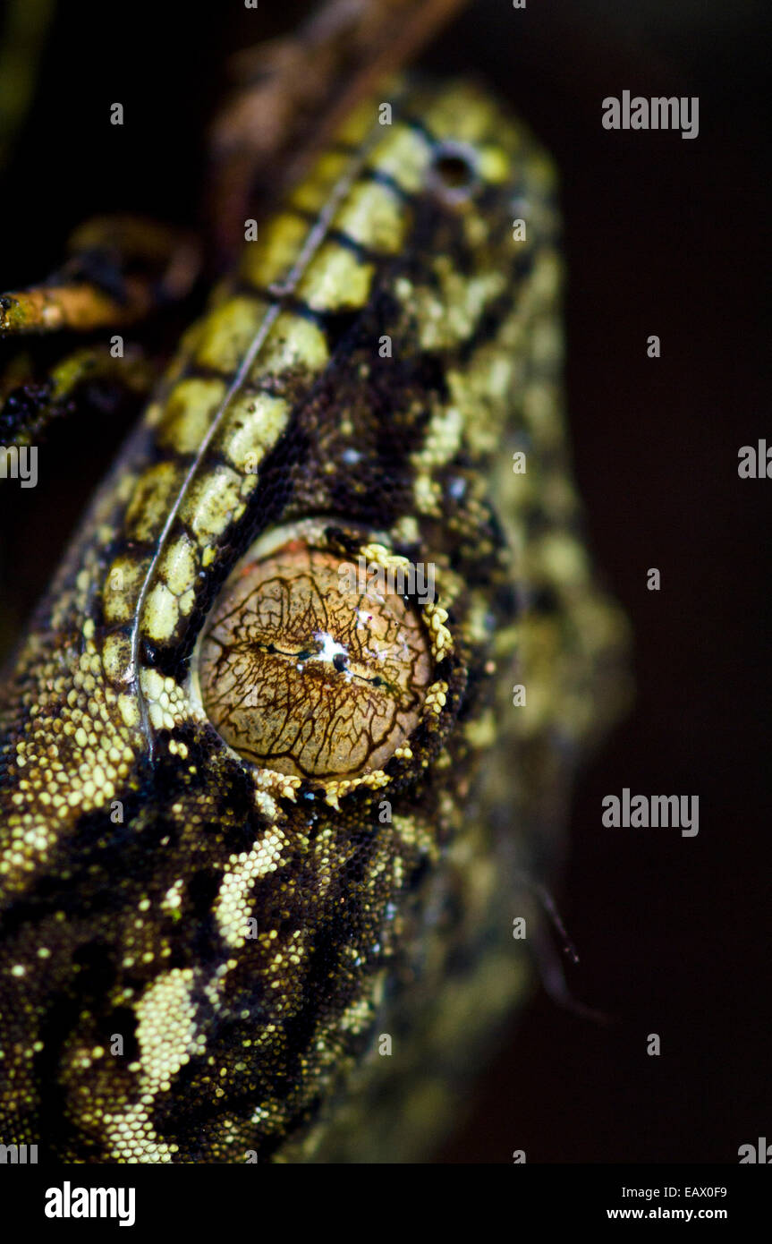 Il mosaico occhio e allievo di una rapa tailed gecko nella foresta pluviale. Foto Stock