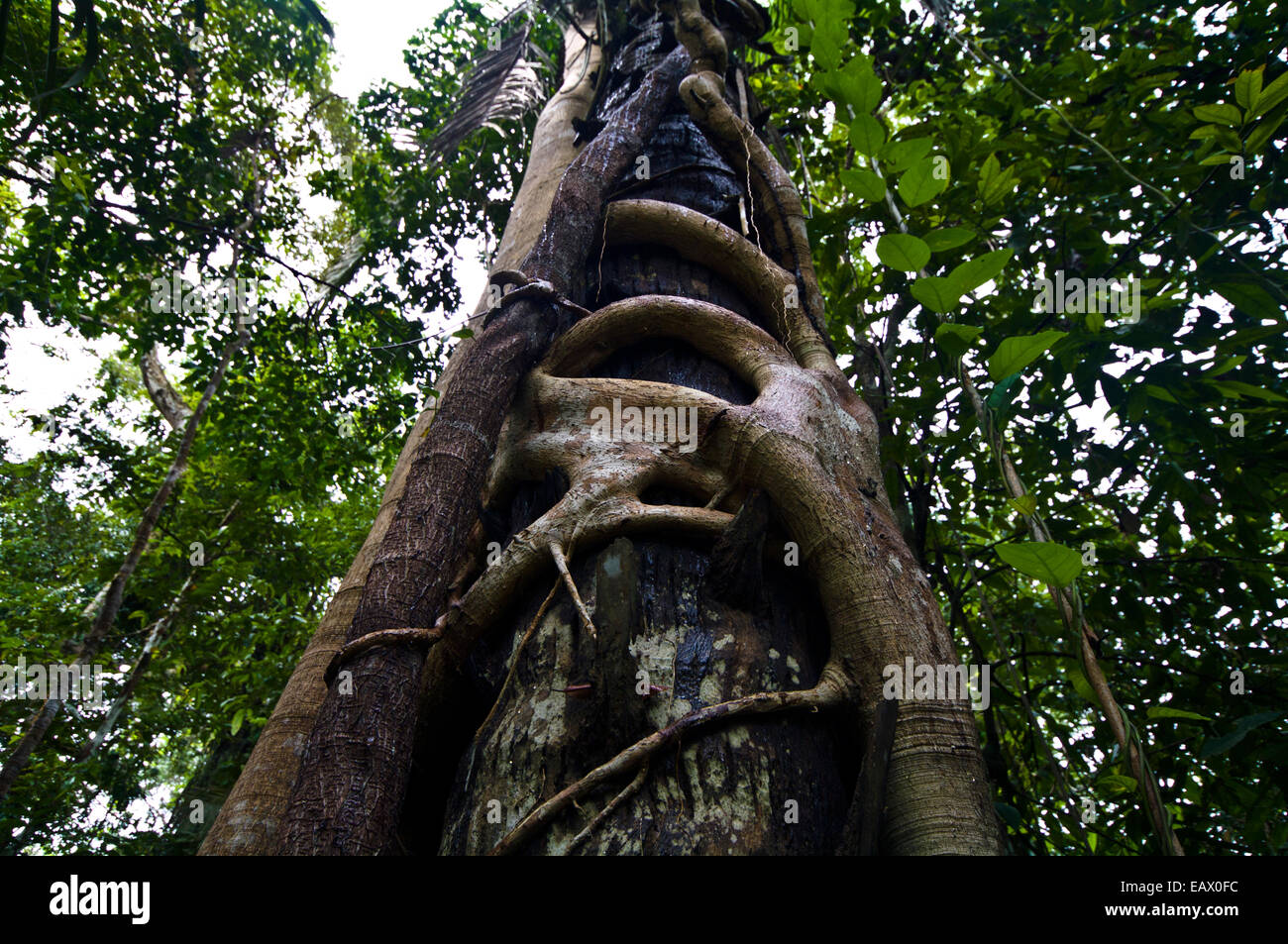 Un strangler fig avvolge il grande woody dita attorno al fusto di un albero della foresta pluviale per supporto. Foto Stock