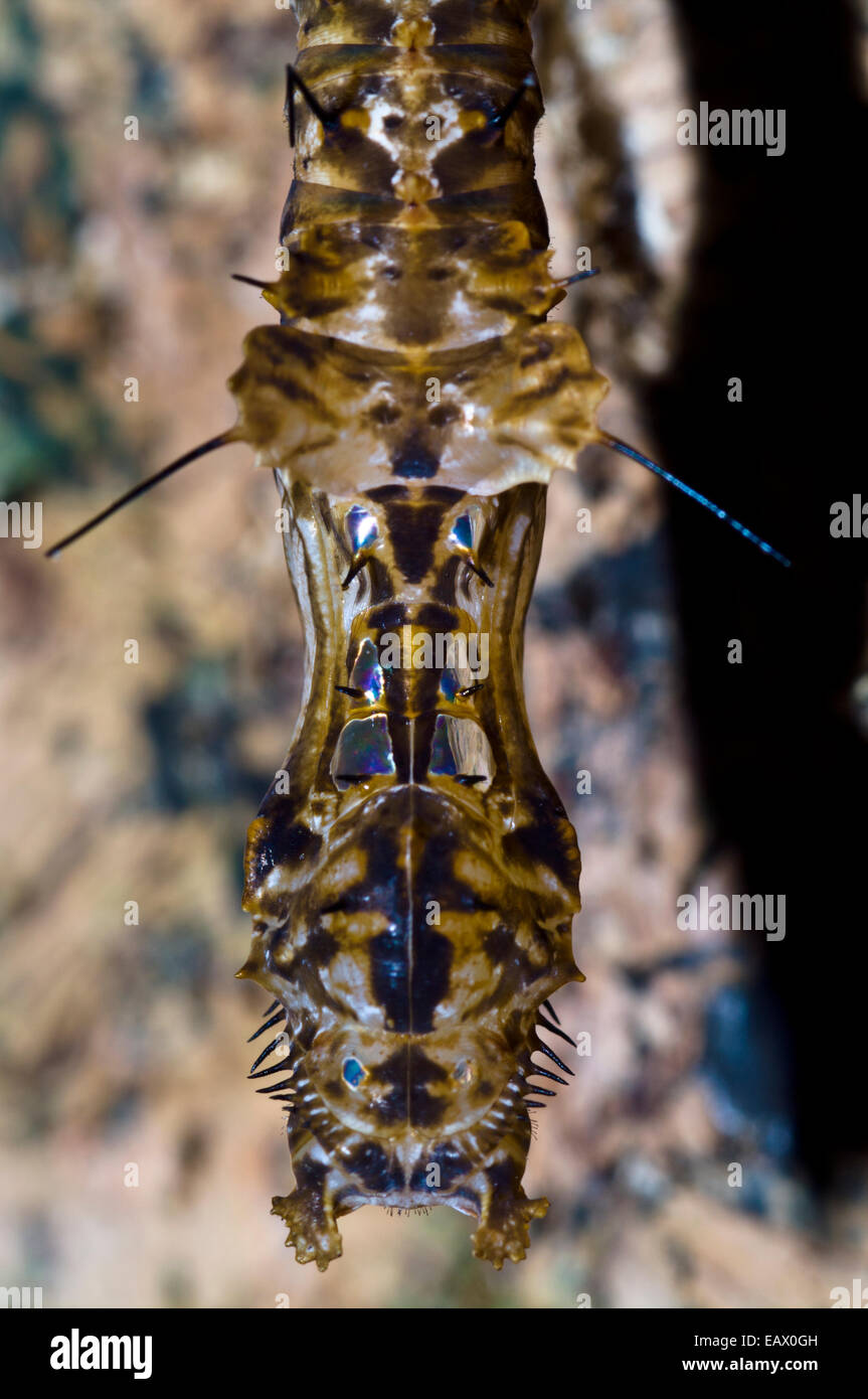Una farfalla pupa si sviluppa all'interno di un alieno cercando crisalide nella foresta pluviale. Foto Stock