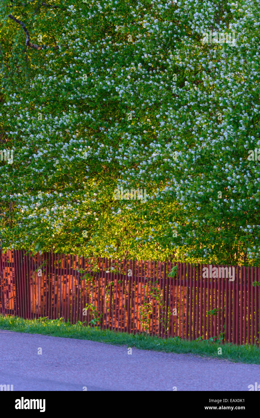 Fiori di colore blu su un albero contro un rosso recinzione di legno Foto Stock