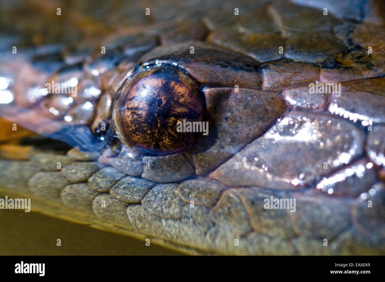 L'occhio e allievo di un anaconda nuotare sulla superficie di un lago amazzonica. Foto Stock