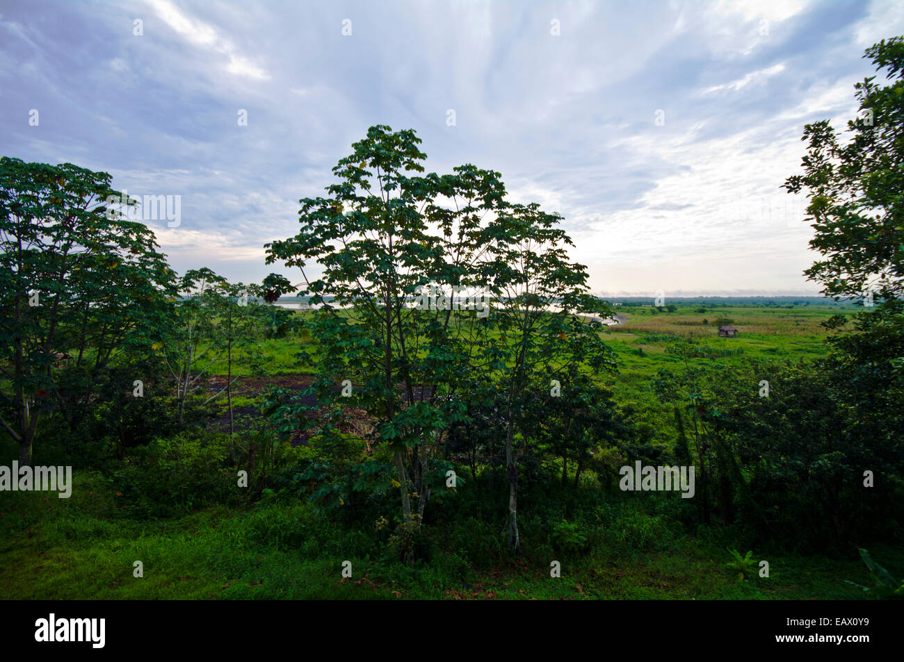 Linea di alberi di una cassa di espansione del fiume verde con erba e raccolti durante la stagione secca. Foto Stock
