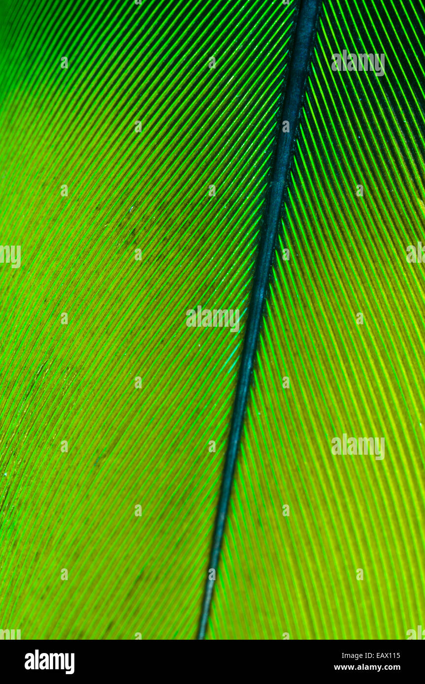 La perfetta lineare paletta di piume di un farinoso Amazon Parrot attaccato alla colonna cava al rachide. Foto Stock
