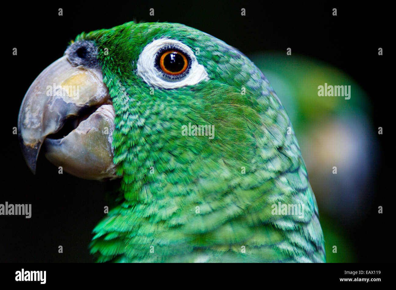 Un Chapman's farinoso Amazon Parrot con esso è agganciato il becco, white eye-anello e piumaggio di colore verde. Foto Stock