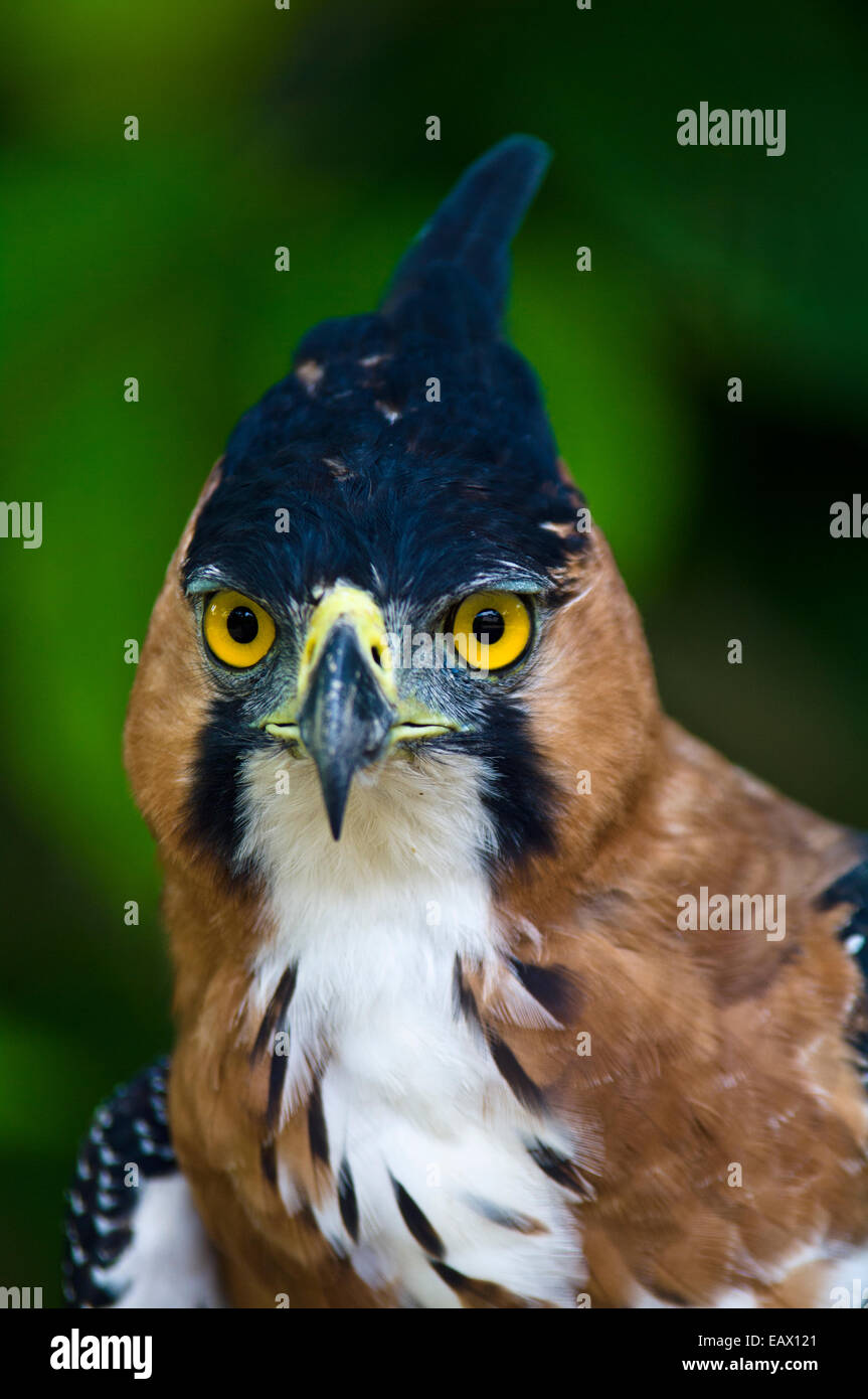 Il colore giallo intenso occhi di un raffinato Hawk-Eagle fissando con la foresta pluviale circostante. Foto Stock
