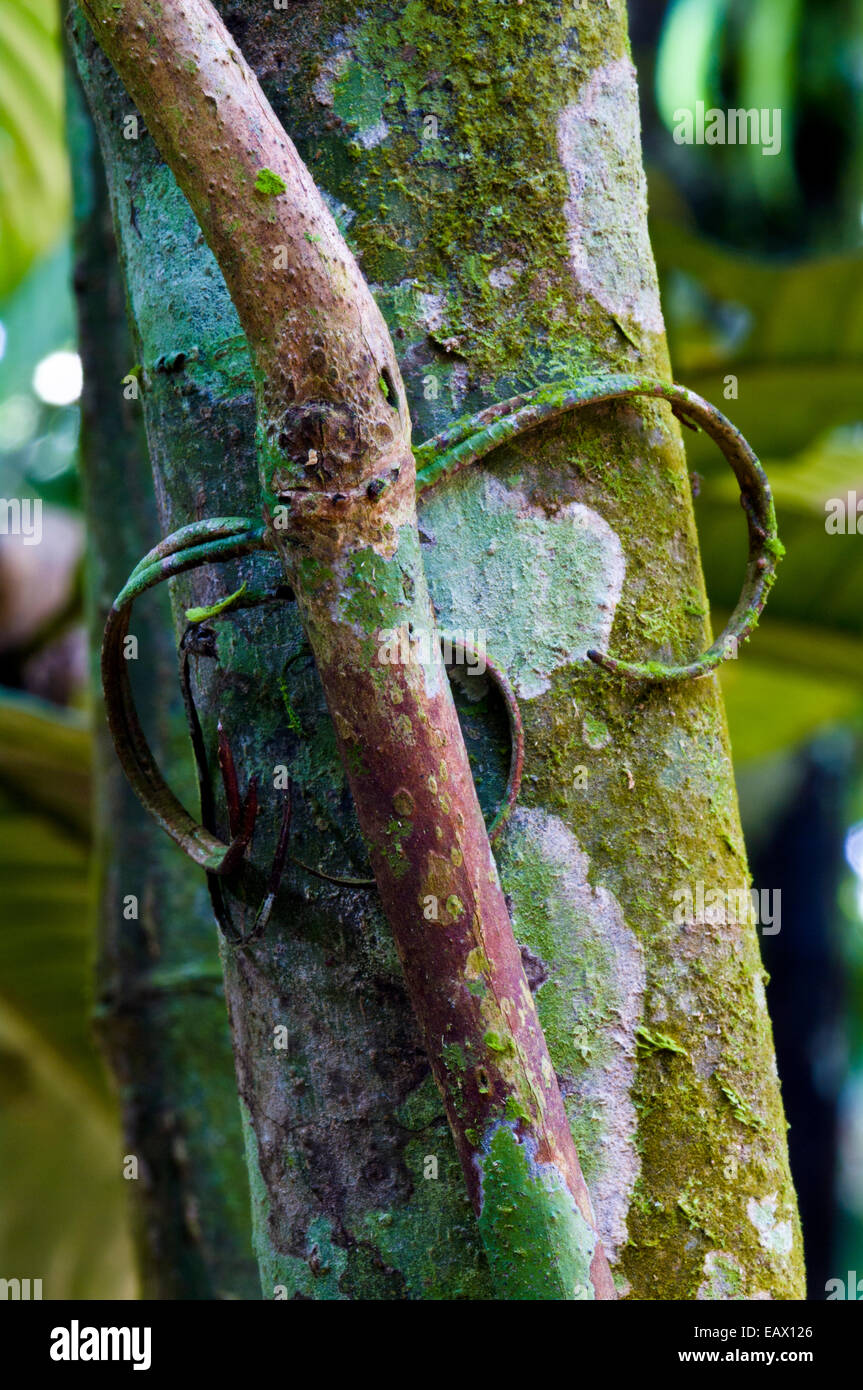 Muschi e licheni coperto viticci di un vitigno fermaglio sul tronco di un albero per dare supporto it come cresce verso la luce del sole nella foresta pluviale. Foto Stock