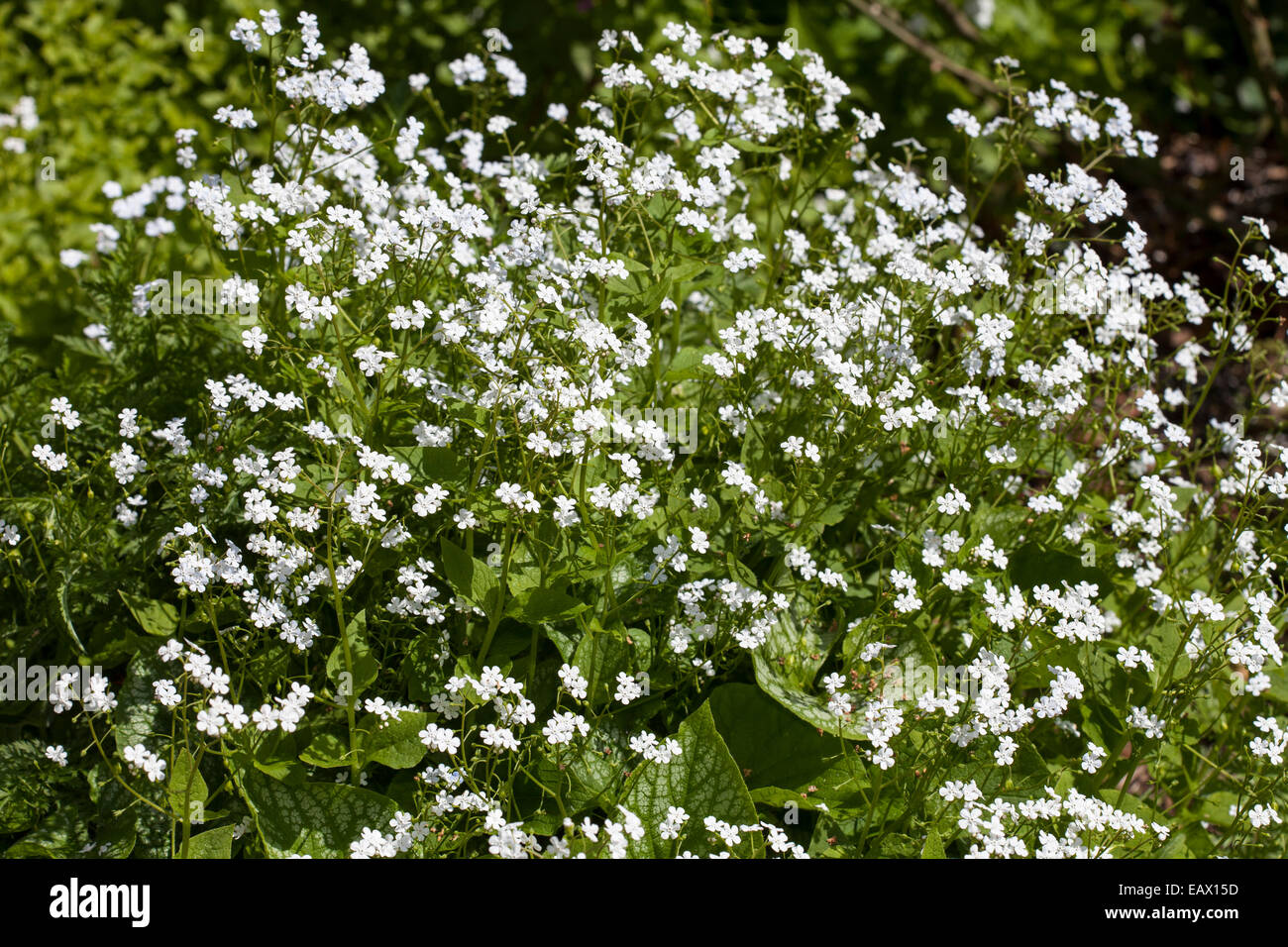 Siberian bugloss (Brunnera macrophylla), 'Mr. Morse" Foto Stock