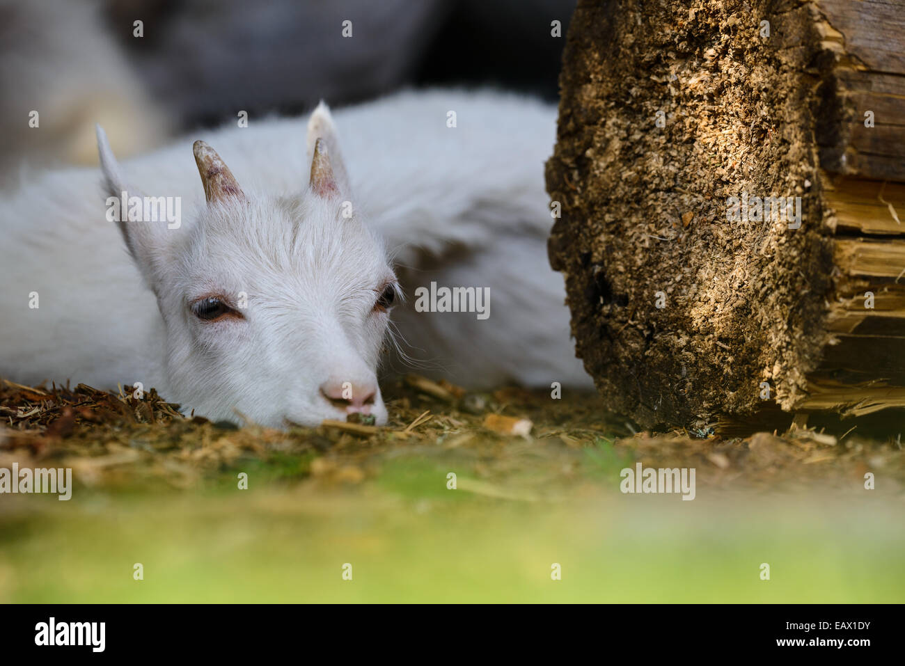 Giovane capra che giace accanto a un log Foto Stock