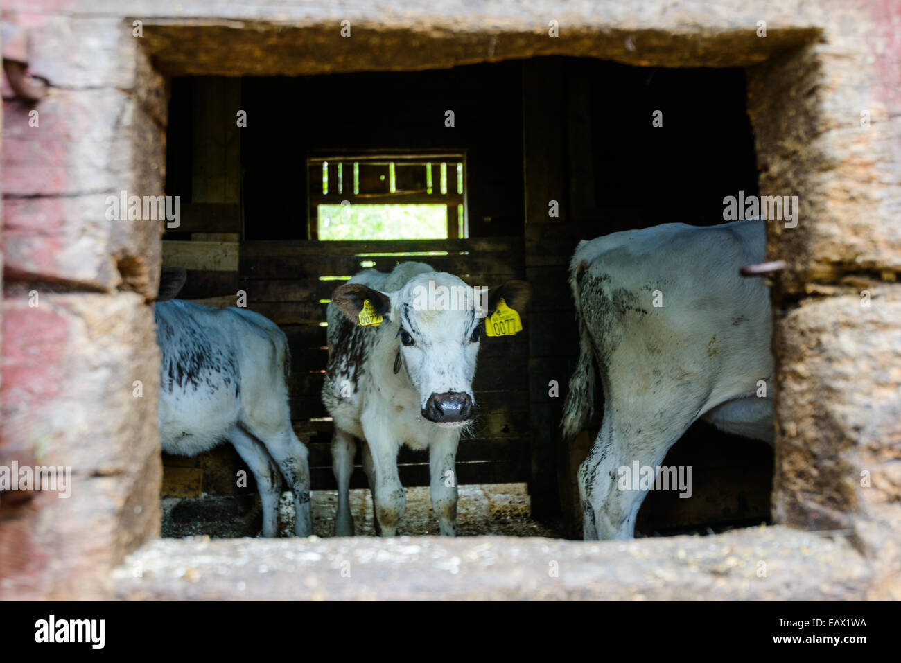 Le mucche bianche con etichette gialle nel loro orecchie in modo stabile Foto Stock