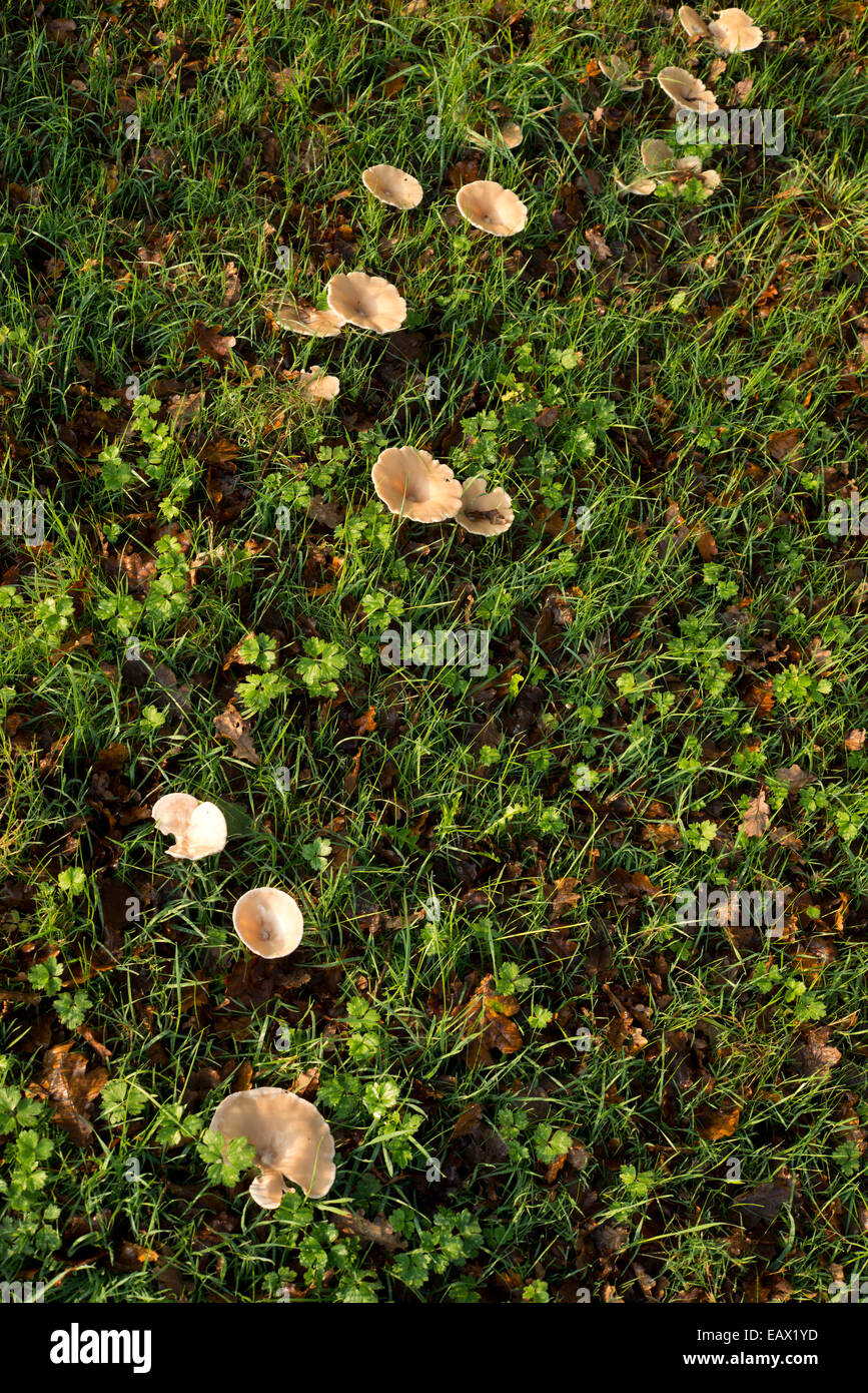 Grande fungo anello in un campo in autunno. Foto Stock