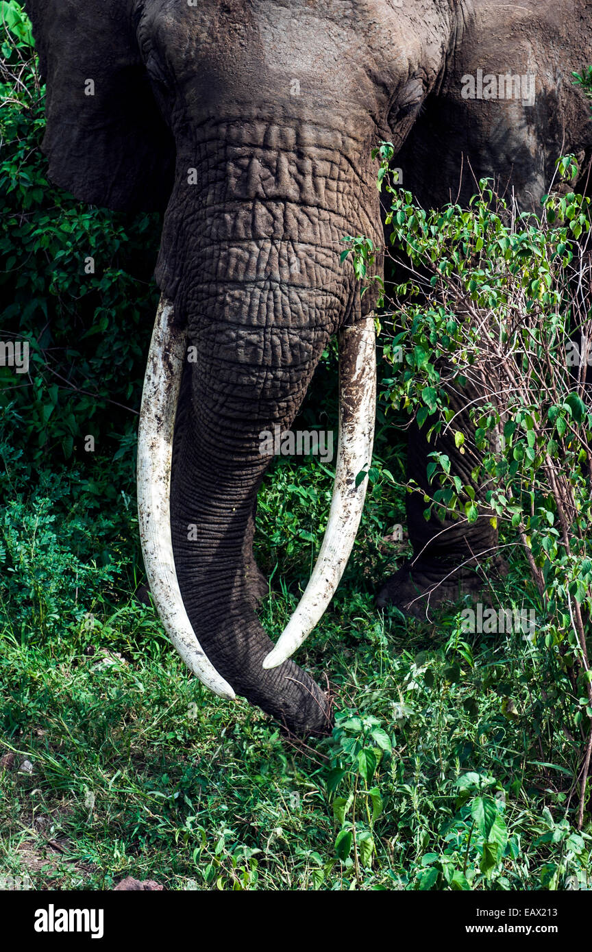 Un elefante africano avanzamento sul fogliame in un sempreverde radura. Foto Stock