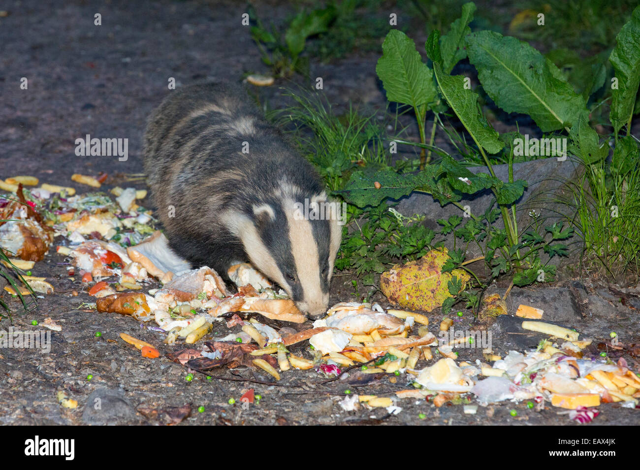 Badgers essendo alimentato su spreco di cibo dal ristorante dell'Badger Bar a Rydal, Lake District, UK. Foto Stock