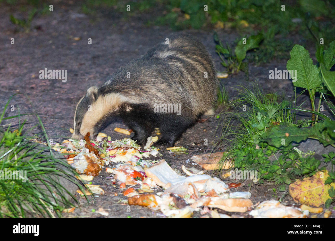 Badgers essendo alimentato su spreco di cibo dal ristorante dell'Badger Bar a Rydal, Lake District, UK. Foto Stock